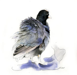 La poule mouillée
