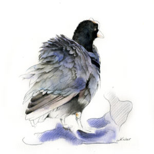 La poule mouillée