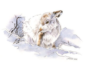 Blanc comme neige