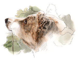 aquarelle ours de louise weber