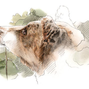 aquarelle ours de louise weber