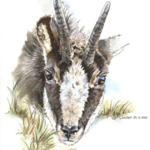 Prince des alpes