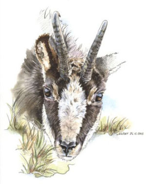 Prince des alpes