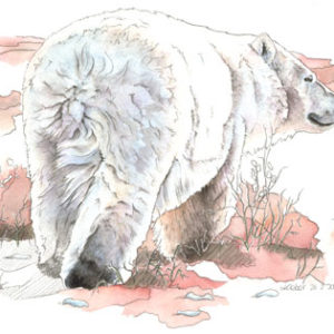 Roosevelt