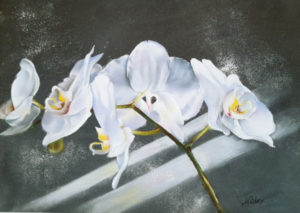 L'orchidée blanche