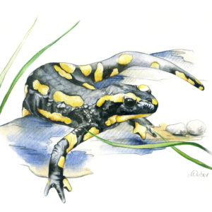 La salamandre