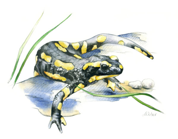 La salamandre