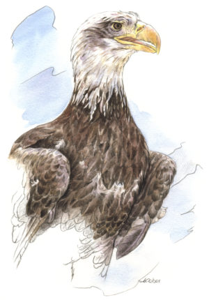 Les yeux du ciel