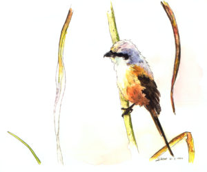 Migration