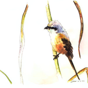 Migration
