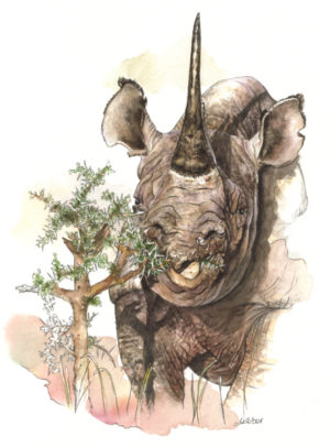 Rhinocéros à l'aquarelle